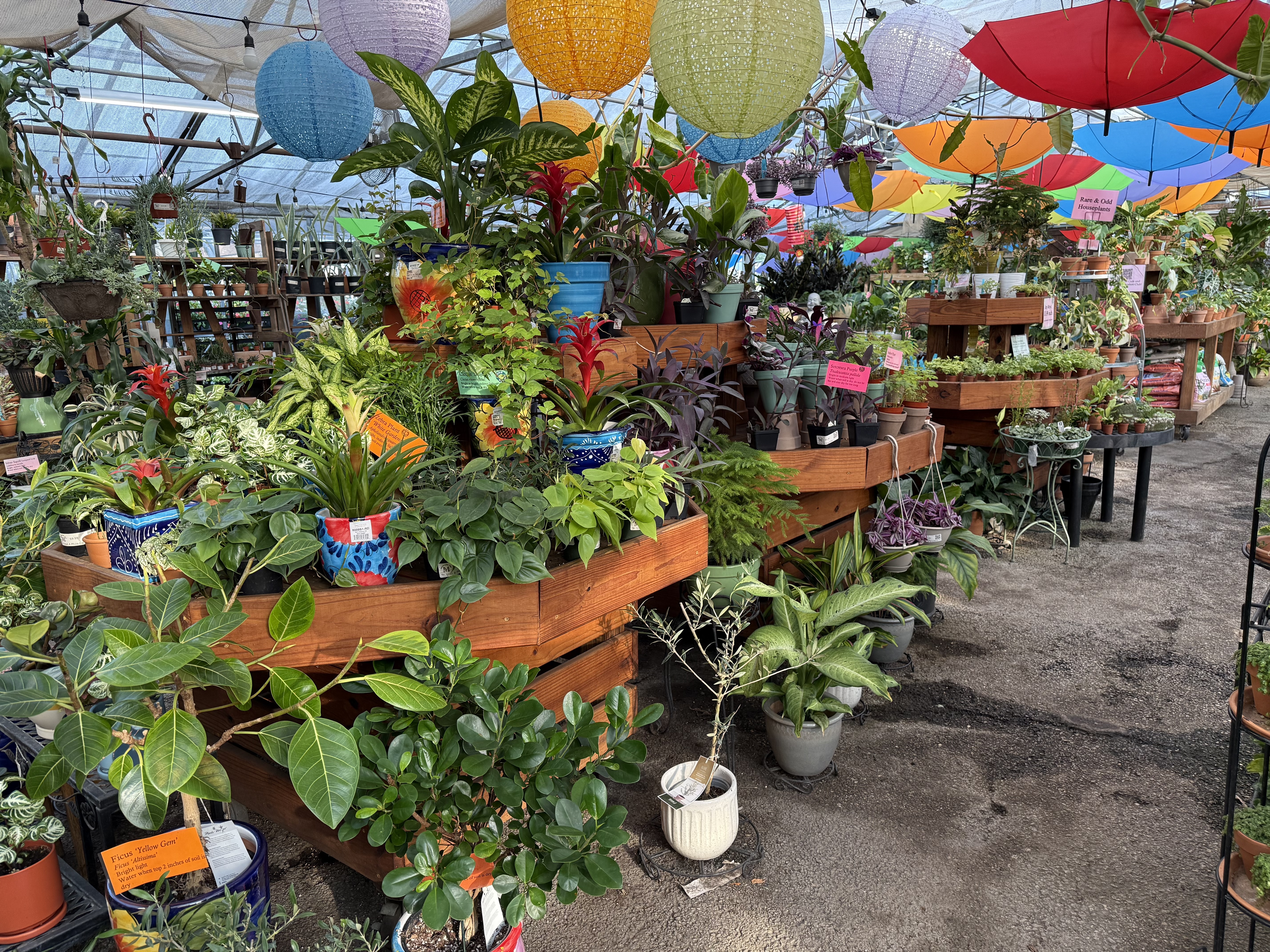 houseplants